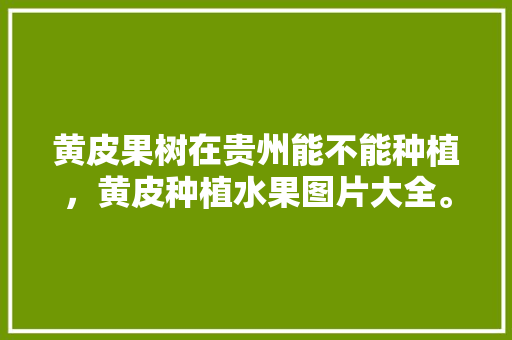 黄皮果树在贵州能不能种植，黄皮种植水果图片大全。 黄皮果树在贵州能不能种植，黄皮种植水果图片大全。 土壤施肥