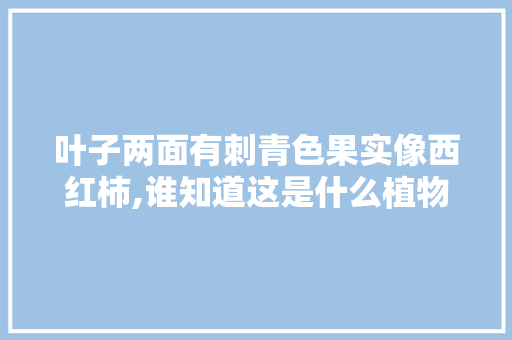 叶子两面有刺青色果实像西红柿,谁知道这是什么植物，美人水果番茄红色种植方法。 叶子两面有刺青色果实像西红柿,谁知道这是什么植物，美人水果番茄红色种植方法。 水果种植