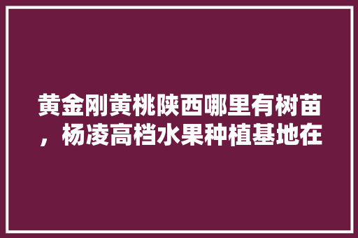 黄金刚黄桃陕西哪里有树苗，杨凌高档水果种植基地在哪。 黄金刚黄桃陕西哪里有树苗，杨凌高档水果种植基地在哪。 水果种植