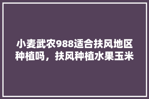 小麦武农988适合扶风地区种植吗，扶风种植水果玉米基地。 小麦武农988适合扶风地区种植吗，扶风种植水果玉米基地。 家禽养殖