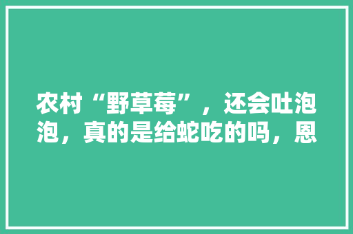 农村“野草莓”，还会吐泡泡，真的是给蛇吃的吗，恩施水果草莓种植基地。 农村“野草莓”，还会吐泡泡，真的是给蛇吃的吗，恩施水果草莓种植基地。 家禽养殖