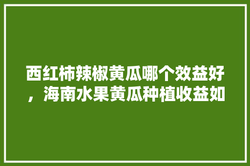 西红柿辣椒黄瓜哪个效益好，海南水果黄瓜种植收益如何。 西红柿辣椒黄瓜哪个效益好，海南水果黄瓜种植收益如何。 畜牧养殖