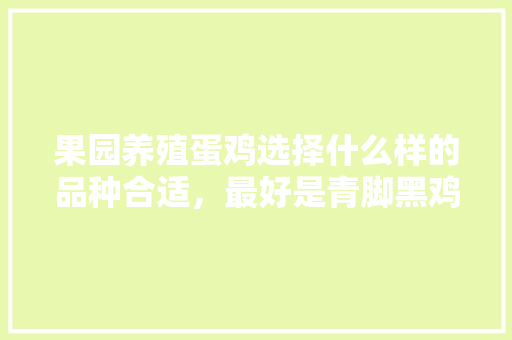 果园养殖蛋鸡选择什么样的品种合适，最好是青脚黑鸡和乌鸡一类的，果园种植什么品种水果最好。 果园养殖蛋鸡选择什么样的品种合适，最好是青脚黑鸡和乌鸡一类的，果园种植什么品种水果最好。 畜牧养殖