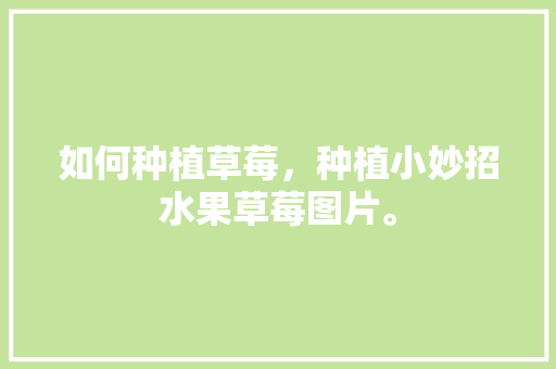 如何种植草莓，种植小妙招水果草莓图片。 如何种植草莓，种植小妙招水果草莓图片。 蔬菜种植