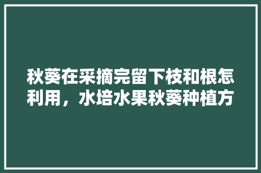 秋葵在采摘完留下枝和根怎利用，水培水果秋葵种植方法视频。 秋葵在采摘完留下枝和根怎利用，水培水果秋葵种植方法视频。 畜牧养殖