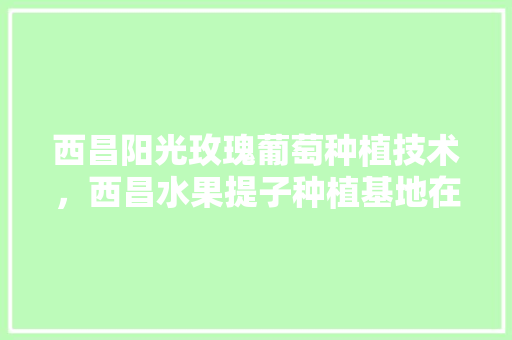 西昌阳光玫瑰葡萄种植技术，西昌水果提子种植基地在哪里。 西昌阳光玫瑰葡萄种植技术，西昌水果提子种植基地在哪里。 土壤施肥