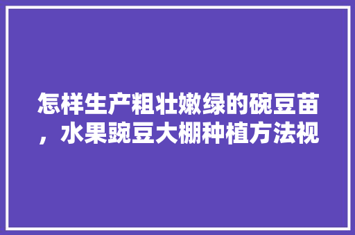 怎样生产粗壮嫩绿的碗豆苗，水果豌豆大棚种植方法视频。 怎样生产粗壮嫩绿的碗豆苗，水果豌豆大棚种植方法视频。 水果种植