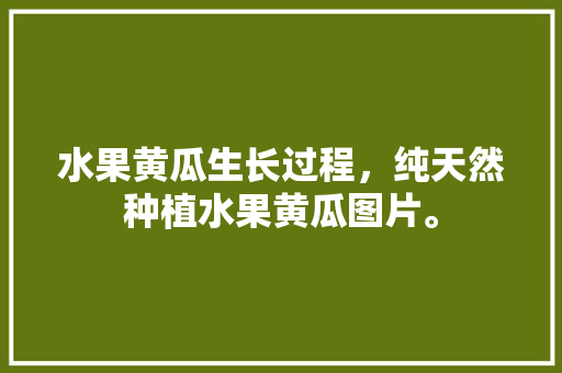 水果黄瓜生长过程，纯天然种植水果黄瓜图片。 水果黄瓜生长过程，纯天然种植水果黄瓜图片。 蔬菜种植