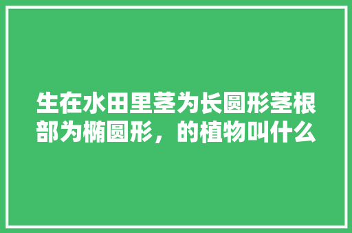 生在水田里茎为长圆形茎根部为椭圆形，的植物叫什么名称，稻田旁边种植什么水果最好。 生在水田里茎为长圆形茎根部为椭圆形，的植物叫什么名称，稻田旁边种植什么水果最好。 畜牧养殖