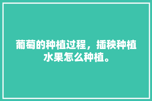 葡萄的种植过程，插秧种植水果怎么种植。 葡萄的种植过程，插秧种植水果怎么种植。 土壤施肥