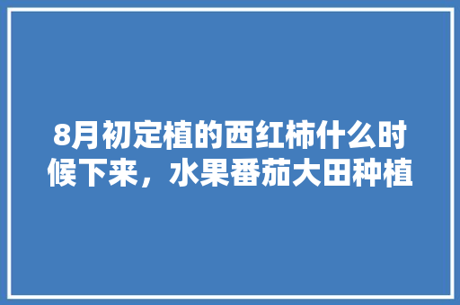 8月初定植的西红柿什么时候下来，水果番茄大田种植时间表。 8月初定植的西红柿什么时候下来，水果番茄大田种植时间表。 畜牧养殖