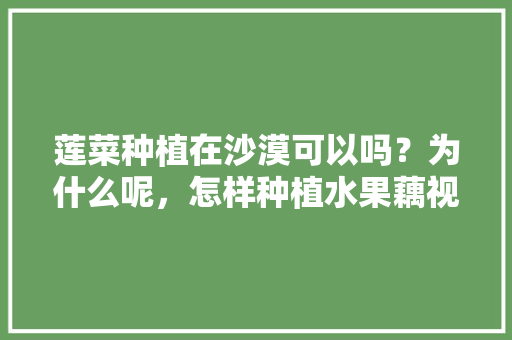 莲菜种植在沙漠可以吗？为什么呢，怎样种植水果藕视频。 莲菜种植在沙漠可以吗？为什么呢，怎样种植水果藕视频。 土壤施肥