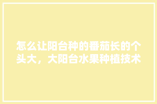 怎么让阳台种的番茄长的个头大，大阳台水果种植技术视频。 蔬菜种植