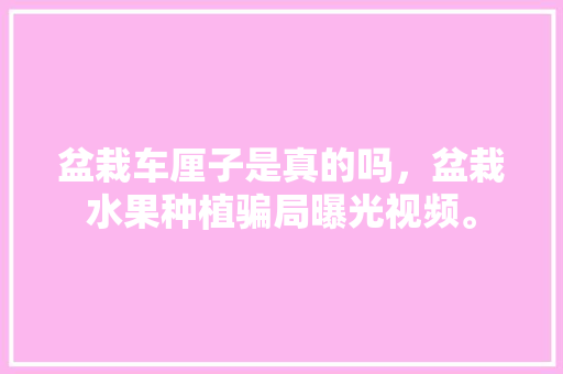 盆栽车厘子是真的吗，盆栽水果种植骗局曝光视频。 盆栽车厘子是真的吗，盆栽水果种植骗局曝光视频。 土壤施肥