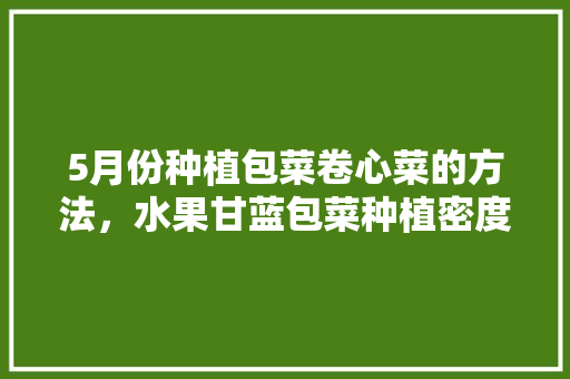 5月份种植包菜卷心菜的方法，水果甘蓝包菜种植密度是多少。 5月份种植包菜卷心菜的方法，水果甘蓝包菜种植密度是多少。 土壤施肥