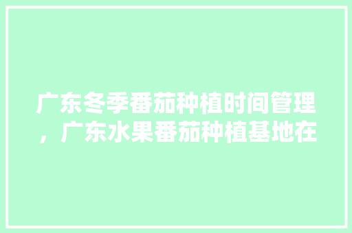 广东冬季番茄种植时间管理，广东水果番茄种植基地在哪里。 广东冬季番茄种植时间管理，广东水果番茄种植基地在哪里。 水果种植