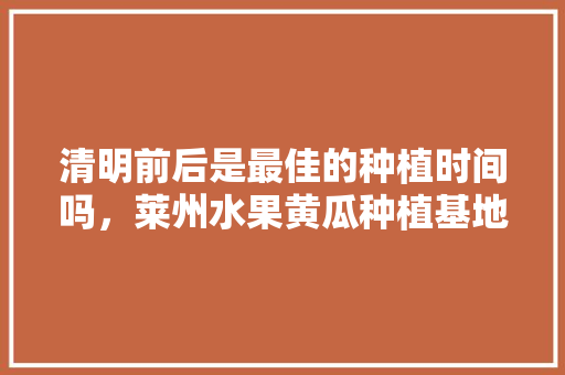 清明前后是最佳的种植时间吗，莱州水果黄瓜种植基地。 清明前后是最佳的种植时间吗，莱州水果黄瓜种植基地。 蔬菜种植