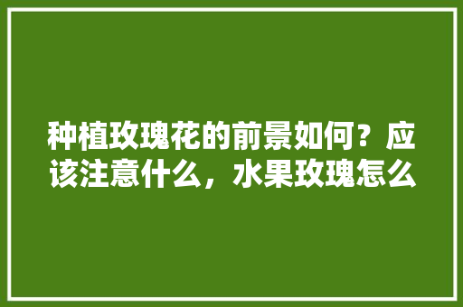 种植玫瑰花的前景如何？应该注意什么，水果玫瑰怎么种植视频教程。 种植玫瑰花的前景如何？应该注意什么，水果玫瑰怎么种植视频教程。 家禽养殖