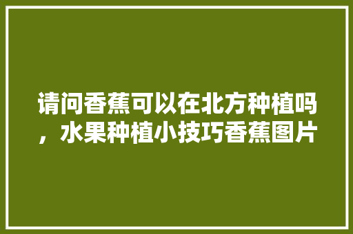 请问香蕉可以在北方种植吗，水果种植小技巧香蕉图片。 请问香蕉可以在北方种植吗，水果种植小技巧香蕉图片。 畜牧养殖