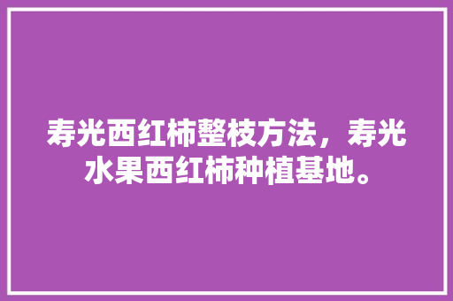 寿光西红柿整枝方法，寿光水果西红柿种植基地。 寿光西红柿整枝方法，寿光水果西红柿种植基地。 水果种植