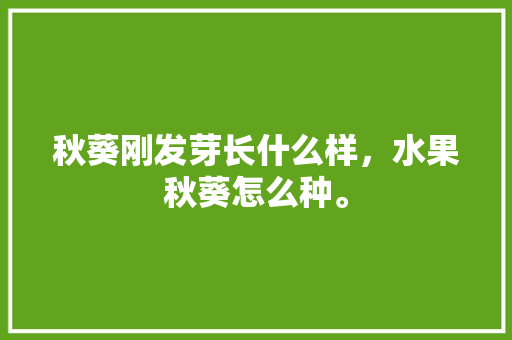 秋葵刚发芽长什么样，水果秋葵怎么种。 秋葵刚发芽长什么样，水果秋葵怎么种。 畜牧养殖