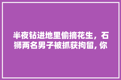 半夜钻进地里偷摘花生，石狮两名男子被抓获拘留, 你怎么看，石狮水果种植基地。 半夜钻进地里偷摘花生，石狮两名男子被抓获拘留, 你怎么看，石狮水果种植基地。 水果种植