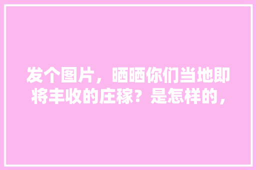 发个图片，晒晒你们当地即将丰收的庄稼？是怎样的，金色水果种植技术视频教程。 发个图片，晒晒你们当地即将丰收的庄稼？是怎样的，金色水果种植技术视频教程。 土壤施肥