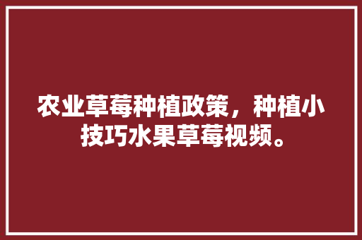 农业草莓种植政策，种植小技巧水果草莓视频。 农业草莓种植政策，种植小技巧水果草莓视频。 水果种植