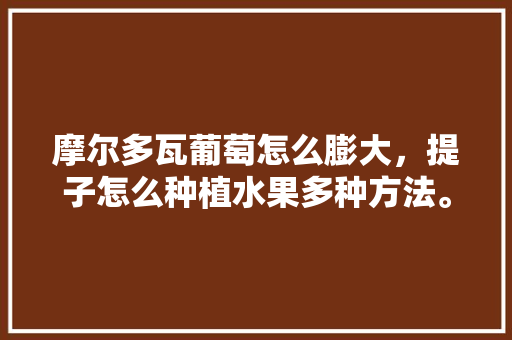 摩尔多瓦葡萄怎么膨大，提子怎么种植水果多种方法。 摩尔多瓦葡萄怎么膨大，提子怎么种植水果多种方法。 土壤施肥