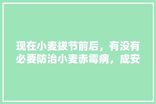 现在小麦拔节前后，有没有必要防治小麦赤霉病，成安水果玉米种植基地。 现在小麦拔节前后，有没有必要防治小麦赤霉病，成安水果玉米种植基地。 土壤施肥