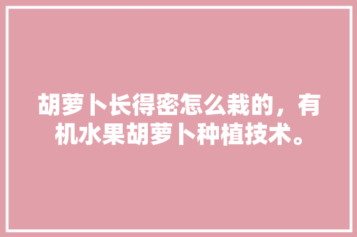 胡萝卜长得密怎么栽的，有机水果胡萝卜种植技术。 胡萝卜长得密怎么栽的，有机水果胡萝卜种植技术。 水果种植