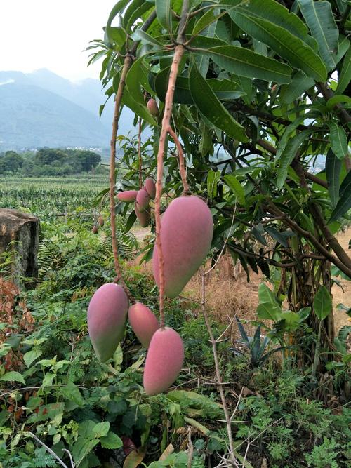 云南高原地区适合种植什么水果，红河种植水果有哪些。 云南高原地区适合种植什么水果，红河种植水果有哪些。 土壤施肥