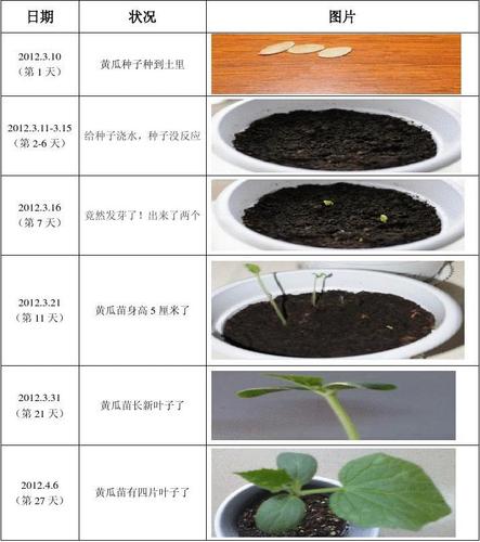 小黄瓜种植时间和方法，小型水果黄瓜种植方法。 小黄瓜种植时间和方法，小型水果黄瓜种植方法。 水果种植