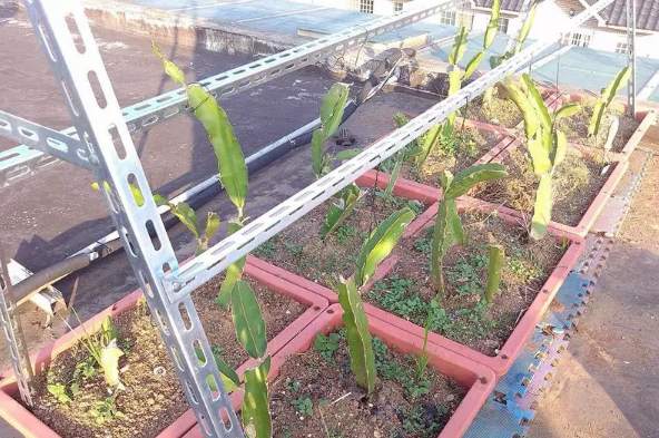 自己怎么做楼梯型水果架子，水果种植固定架图片大全。 自己怎么做楼梯型水果架子，水果种植固定架图片大全。 土壤施肥