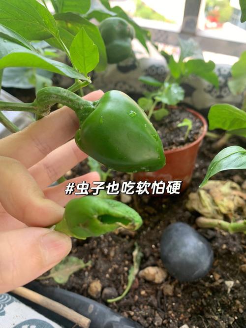 市场买到水果长虫应怎样索赔，阳台种植水果生虫怎么办。 市场买到水果长虫应怎样索赔，阳台种植水果生虫怎么办。 家禽养殖