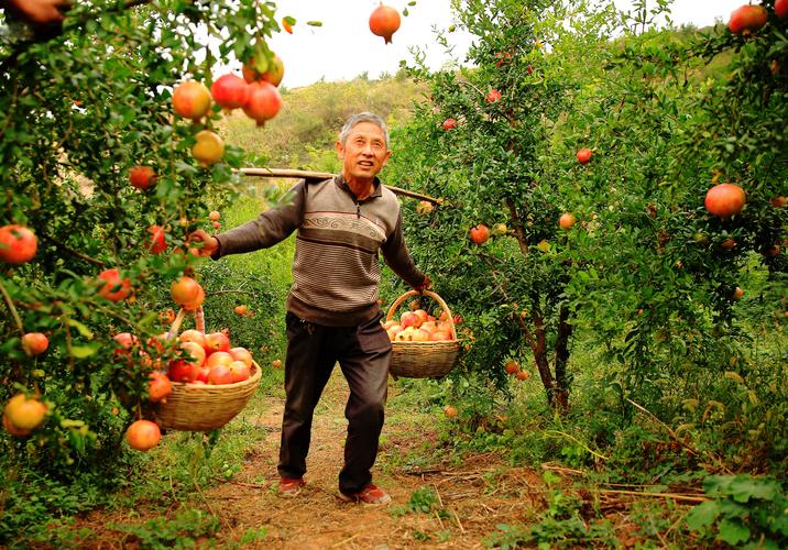 南阳多少个菜市场，淅川水果种植基地在哪里。 南阳多少个菜市场，淅川水果种植基地在哪里。 水果种植