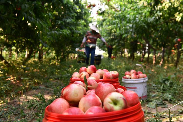 石家庄有哪些风俗习惯，栾城市水果种植面积。 石家庄有哪些风俗习惯，栾城市水果种植面积。 蔬菜种植