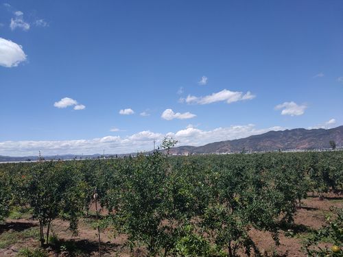 云南大型水果批发市场排名云南有哪些水果种植基地，云南仿真水果种植基地在哪里。 云南大型水果批发市场排名云南有哪些水果种植基地，云南仿真水果种植基地在哪里。 水果种植