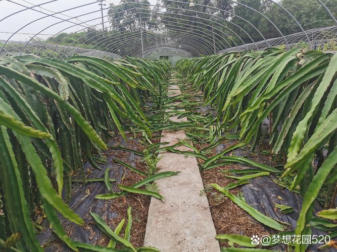 河南郑州适合种植火龙果吗，河南水果种植基地现场图片大全。 河南郑州适合种植火龙果吗，河南水果种植基地现场图片大全。 畜牧养殖