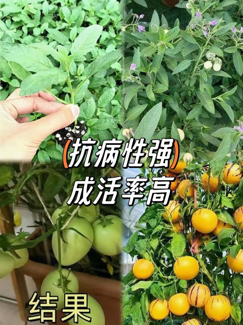 什么水果最容易种，水果在自家种植好吗。 什么水果最容易种，水果在自家种植好吗。 畜牧养殖