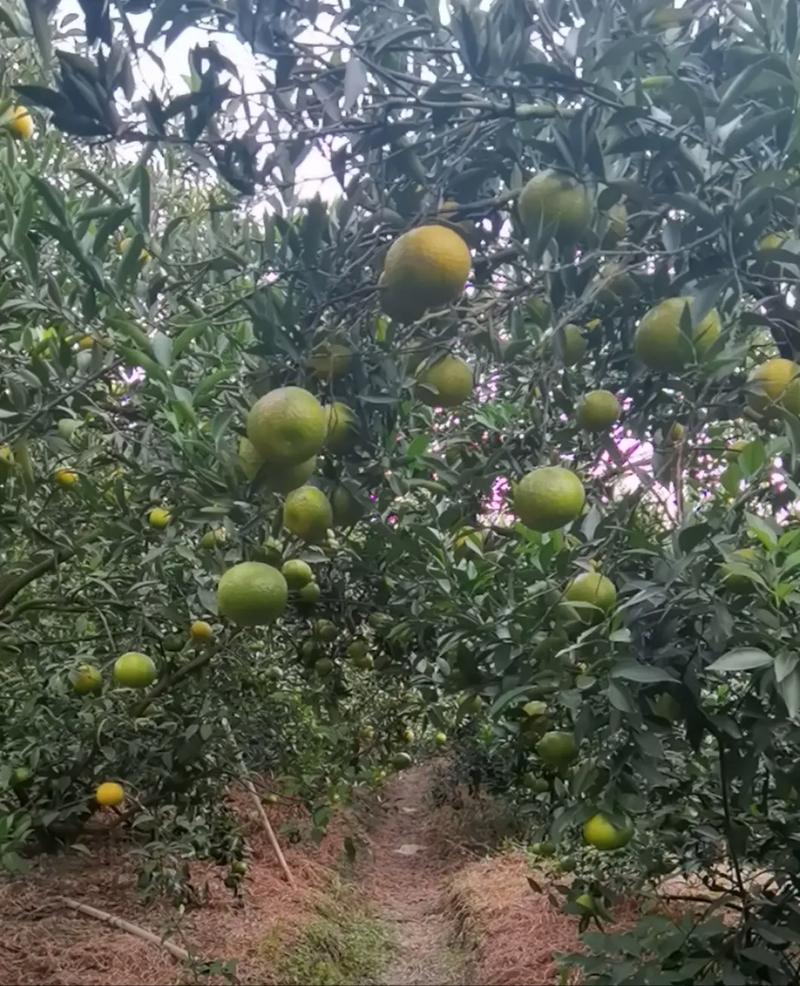 江门新会水果批发市场什么时间开，广东新会水果种植基地。 江门新会水果批发市场什么时间开，广东新会水果种植基地。 土壤施肥