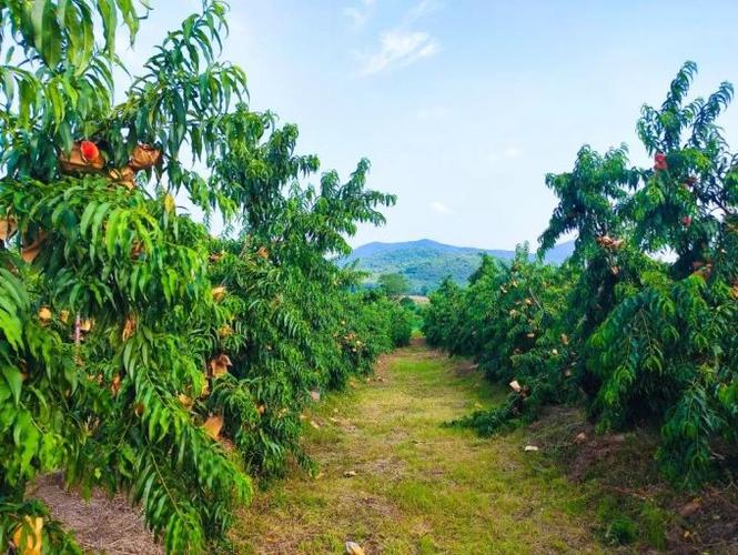 巢湖特产是什么，巢湖种植水果基地。 巢湖特产是什么，巢湖种植水果基地。 家禽养殖