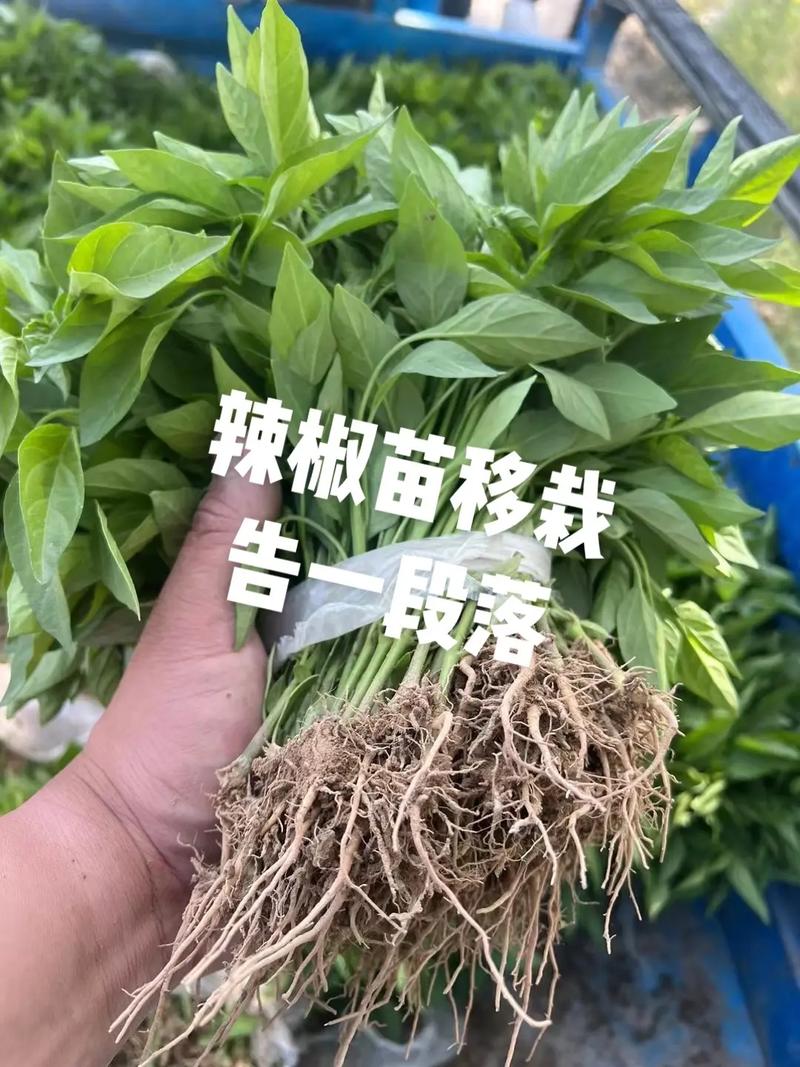 现在清明节了，可以移栽辣椒苗了吗？如何移栽成活率高，彩色水果辣椒种植方法视频。 现在清明节了，可以移栽辣椒苗了吗？如何移栽成活率高，彩色水果辣椒种植方法视频。 畜牧养殖