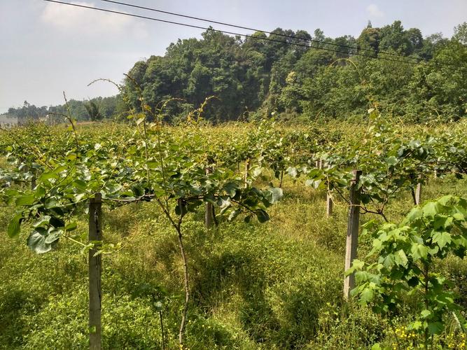 水果树下套种茶叶可行吗，水果种植标准间距是多少。 水果树下套种茶叶可行吗，水果种植标准间距是多少。 土壤施肥