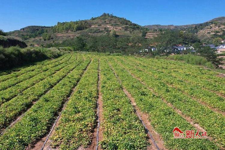 半夏子什么时候种植的好，赤峰都有什么水果种植基地。 半夏子什么时候种植的好，赤峰都有什么水果种植基地。 畜牧养殖