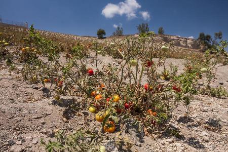 土地干旱适合种植什么样的水果，农村草地种植水果图片。 土地干旱适合种植什么样的水果，农村草地种植水果图片。 畜牧养殖