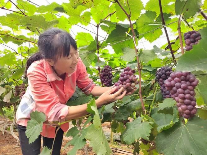 南昌湾里哪里有火龙果采摘，安义水果产业种植集群有哪些。 南昌湾里哪里有火龙果采摘，安义水果产业种植集群有哪些。 家禽养殖