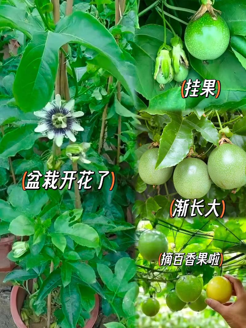 水果树苗种植距离，水果树苗种植距离多少。 水果树苗种植距离，水果树苗种植距离多少。 水果种植