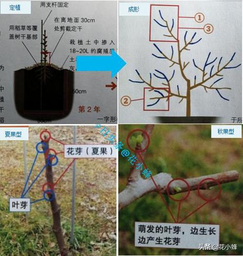 阳台种水果树用什么土最好，阳台水果种植教程图解视频。 阳台种水果树用什么土最好，阳台水果种植教程图解视频。 畜牧养殖