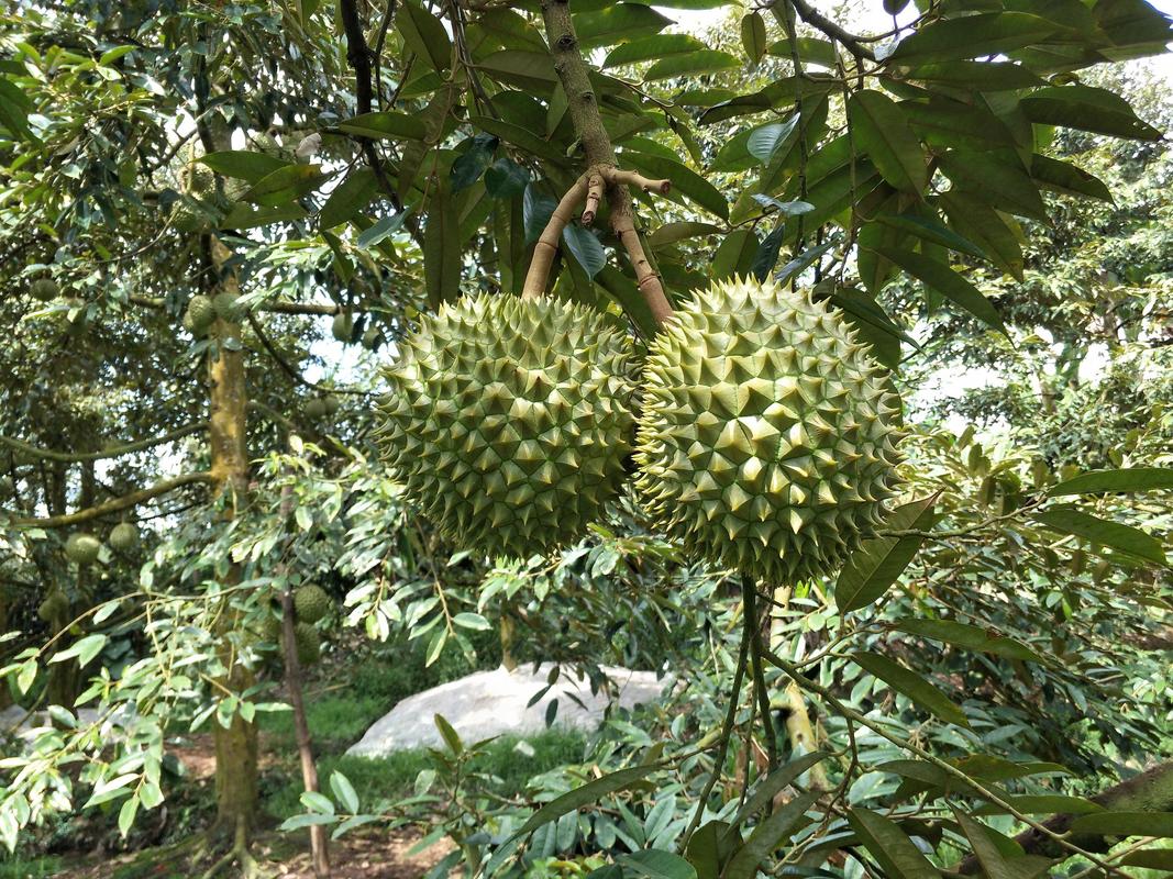 榴莲种植需要怎样的条件，什么水果种植不怕水淹呢。 榴莲种植需要怎样的条件，什么水果种植不怕水淹呢。 水果种植